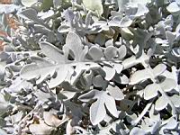 Centauree - Centaure candidissima (en Corse) (02) (Photo F. Mrugala)